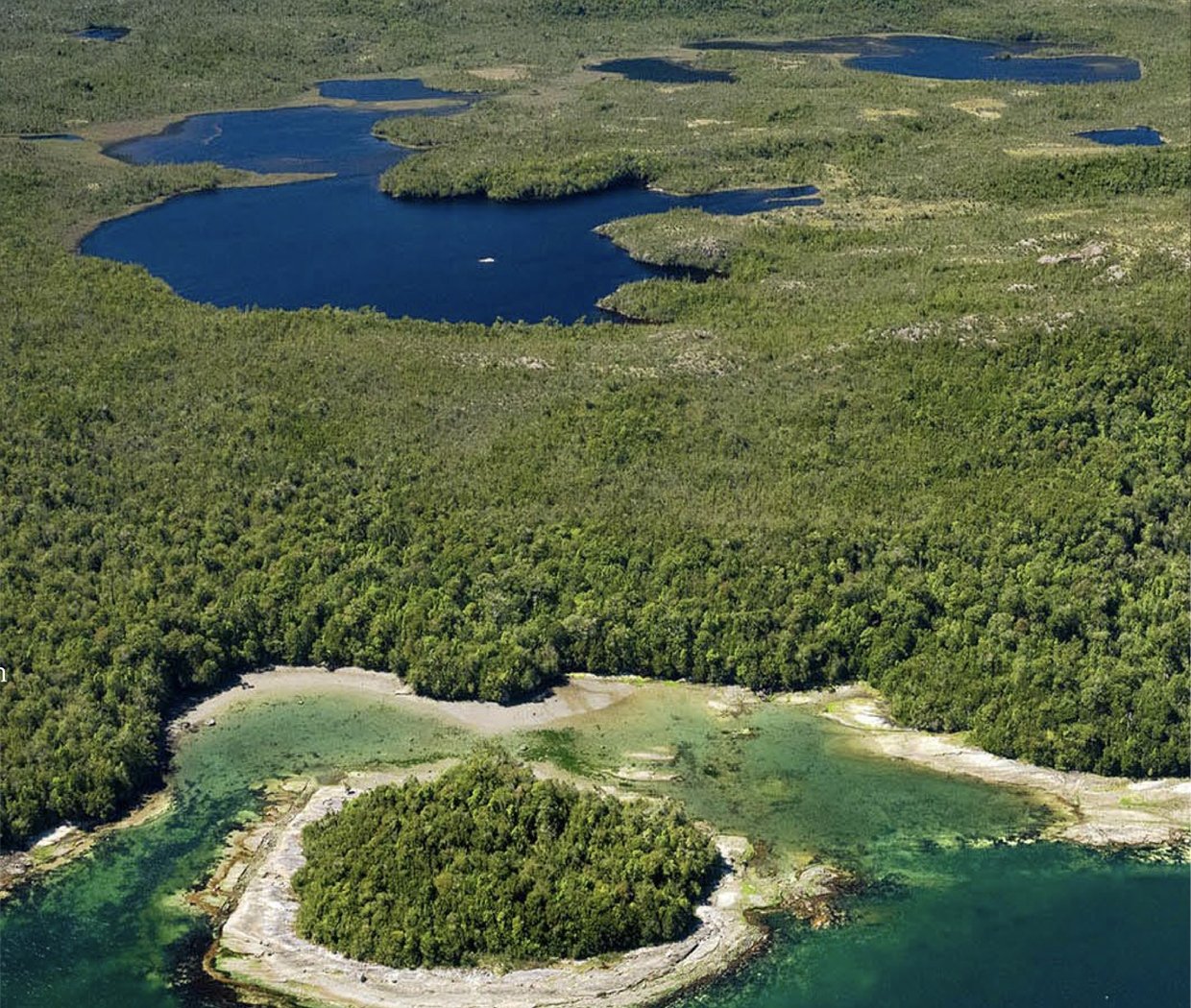 Ecosistema prístino de Isla Virgen — conservación y biodiversidad en la Patagonia chilena